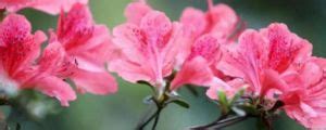 白色杜鵑花花語|杜鵑花語及代表意義